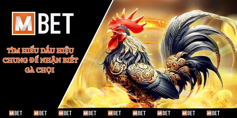 Tìm hiểu dấu hiệu chung để nhận biết gà chọi