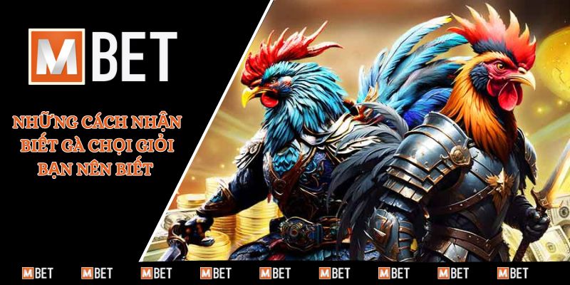 Những cách nhận biết gà chọi giỏi bạn nên biết