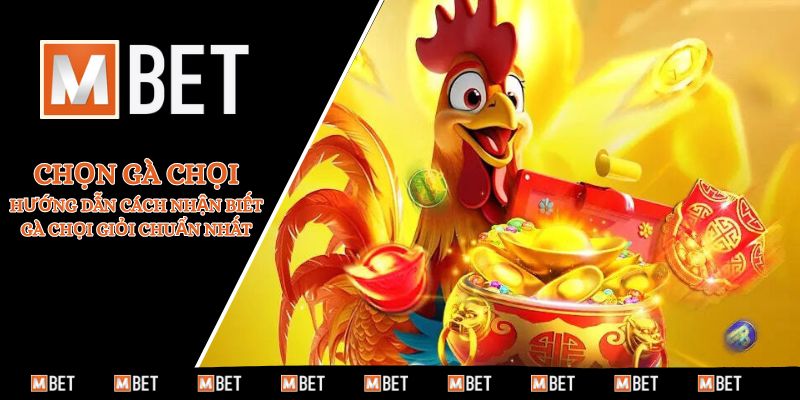 cách nhận biết gà chọi giỏi