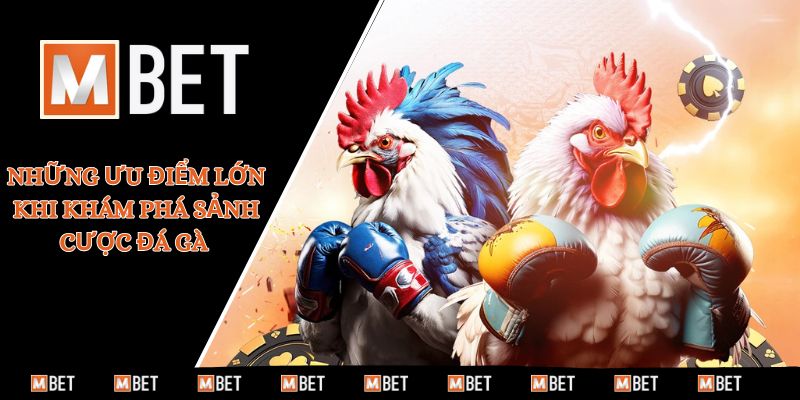 Những ưu điểm lớn khi khám phá sảnh cược đá gà